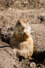 prairie dog eating