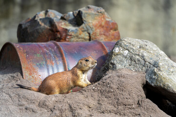 prairie dog on rock