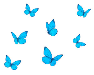 Fototapeta na wymiar set of butterfly