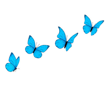 Fototapeta watercolor morpho butterfly