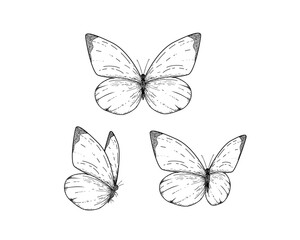 doodle  watercolor isolated on white flying butterflies