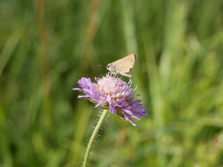 A small butterfly with folded wings collects nectar on a field scabious flower on a sunny summer day. Pollination of medicinal plants in the meadow.