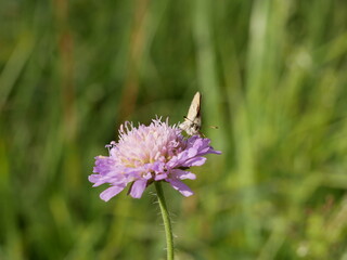 A small butterfly with folded wings collects nectar on a field scabious flower on a sunny summer day. Pollination of medicinal plants in the meadow.