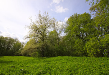 Fototapeta na wymiar Spring landscape. Wild forest in the countryside.