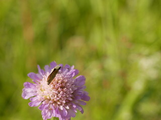 A small butterfly with folded wings collects nectar on a field scabious flower on a sunny summer day. Pollination of medicinal plants in the meadow.