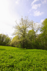 Obraz premium Spring landscape. Wild forest in the countryside.