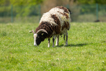 Jacob sheep breed eating grass in their paddock