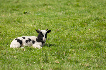 young spring lamb in its paddock on a sunny day