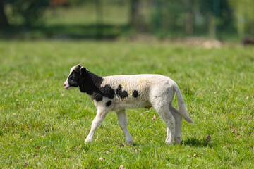 young spring lamb in its paddock on a sunny day