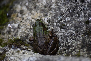 frog on the rocks