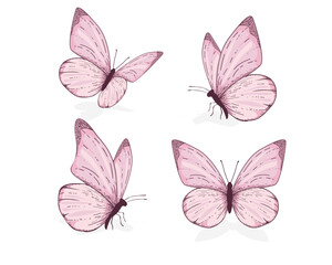 pink watercolor  isolated on white   flying butterflies
