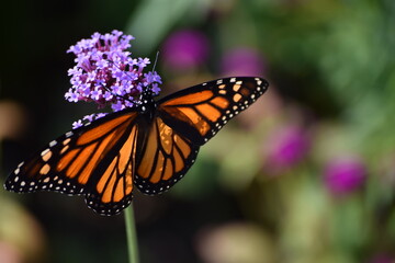 butterfly on flower