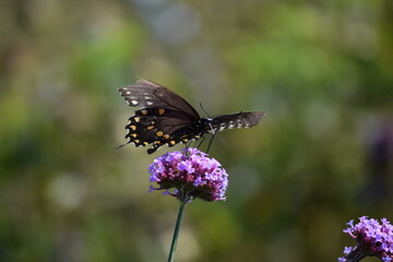 butterfly on flower
