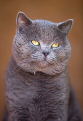 Portret kota rasy brytan