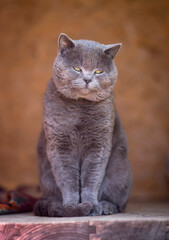 Portret kota rasy brytan