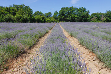 Fototapeta premium Lavendelfeld in Sault Provence, Frankreich