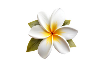 Frangipani flower. isolated object, transparent background