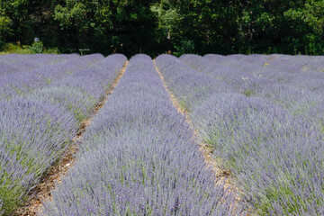 Lavendelfeld in Sault Provence, Frankreich