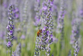 Lavendelblüte mit Biene
