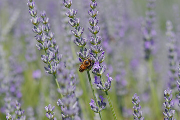 Lavendelbl&uuml;te mit Biene