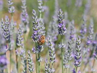 Lavendelblüte mit Biene