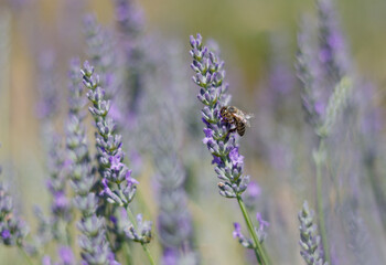 Lavendelblüte mit Biene