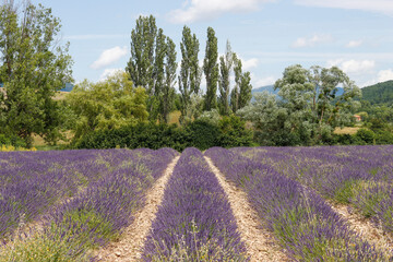 Fototapeta premium Lavendelfeld in Sault Provence, Frankreich