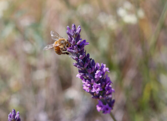Lavendelblüte mit Biene