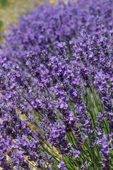 Naklejka premium Lavendelblüte