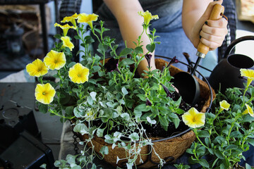 Woman with hand shovel demonstrating how to  plant a mixed annual hanging basket with yellow and...