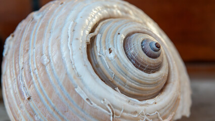  Close up view of a big Sea shell from the North Aegean Sea in Gokceada, Canakkale, Turkey. Fish restaurant, summer concept.