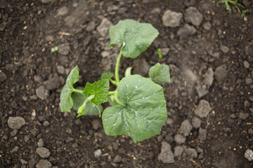 Zucchini. Cultivation of Zucchini