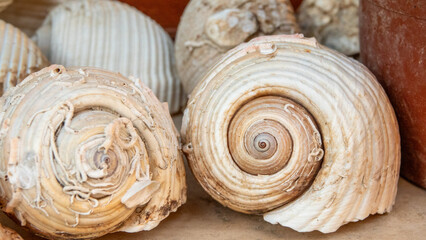 Close up view of Sea shells from the North Aegean Sea in Gokceada, Canakkale, Turkey. Fish...
