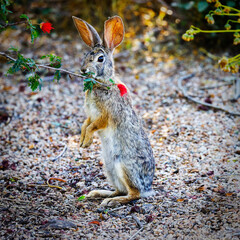 Desert cottontail rabbit