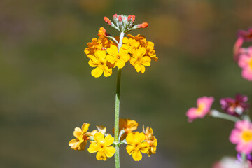 Obraz premium Yellow candelabra primrose (primula bulleyana) flowers in bloom