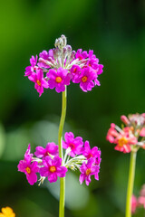 Obraz premium Pink candelabra primrose (primula bulleyana) flowers in bloom