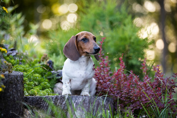 Dachshund dog piebald in garden
