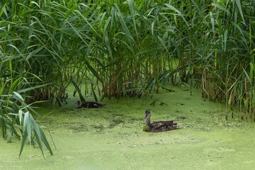 Duck and duckling swim through thick algae