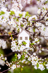 symbol of the house among the white cherry blossoms
