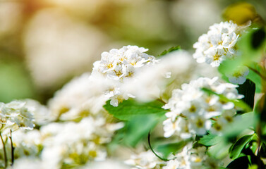 Spirea bushes bloom in the spring in May

