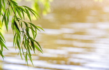 Naklejka premium Natural green background from leaves of a willow