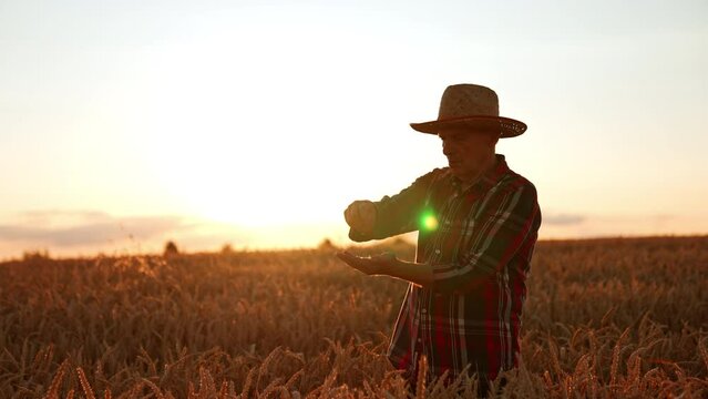 Adult man in straw hat extracts grains from wheat ears. Farmer checking his crop of corn in the field at sunset.