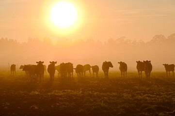 sunrise with cows
