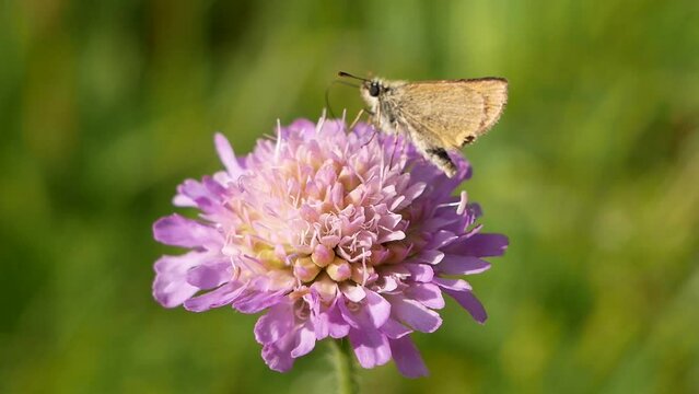 A small butterfly with folded wings collects nectar on a field scabious flower on a sunny summer day. Pollination of medicinal plants in the meadow.