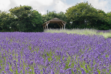 lavender field in Cornish countryside