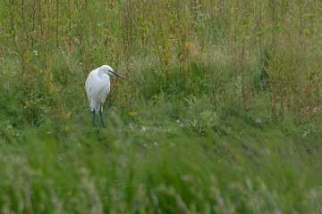 Egret starkly white amongst Marsh greenery