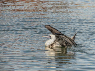 Peruvian booby swimming into the southern chilean ocean near to the beach port