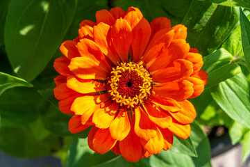Closeup of orange zinnia flower blooming in garden 