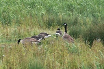 Canadian geese seeking out a meal in Marshland