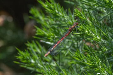 Large red Damselfly male